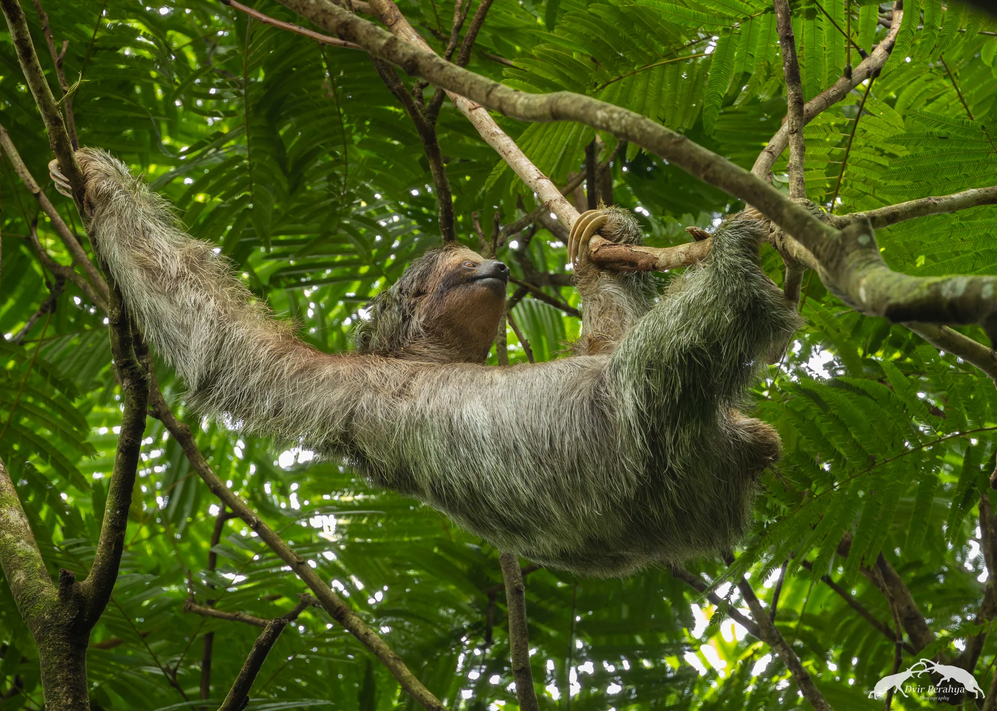Costa Rica Wildlife